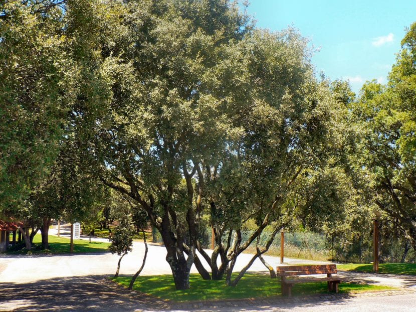 Ejemplar adulto de encina o carrasca en campo abierto