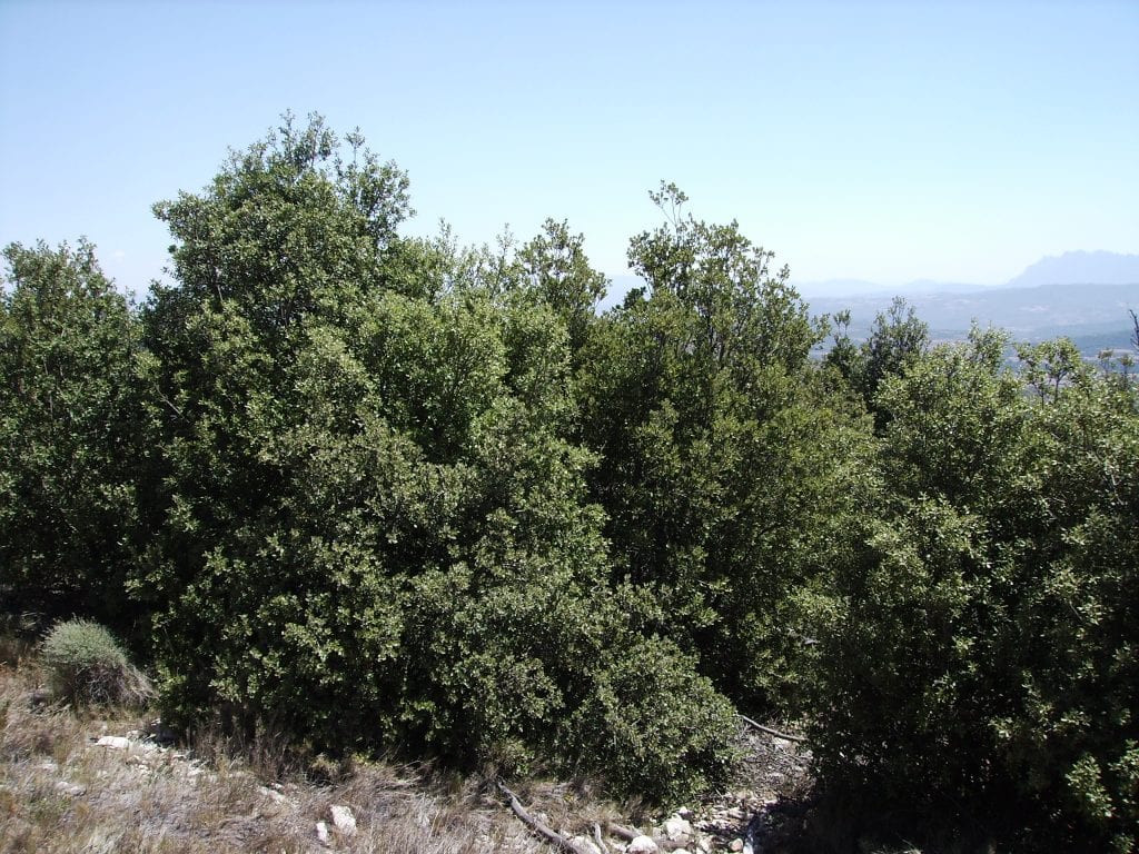 Encina (Quercus ilex): cultivo, cuidados y usos