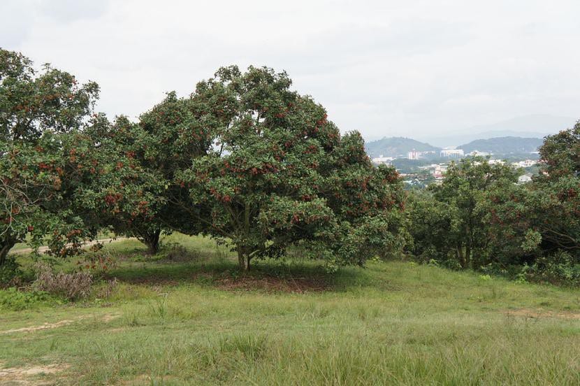 Árbol de rambután con hojas pinnadas y frutos rojos