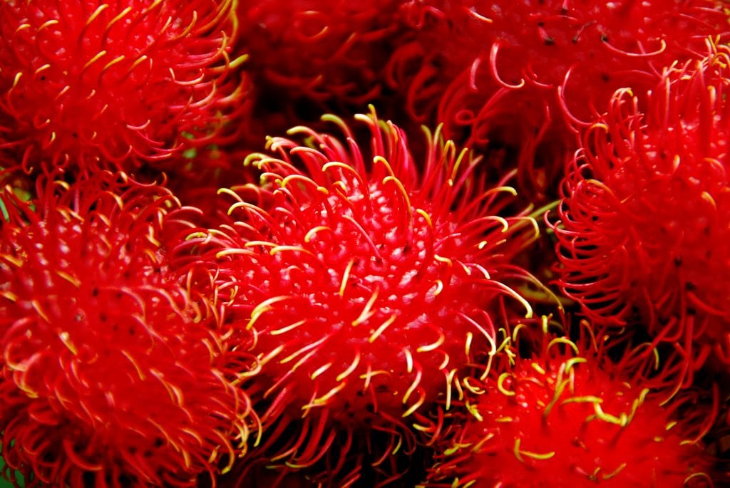 Rambután (Nephelium lappaceum): cultivo y cuidados
