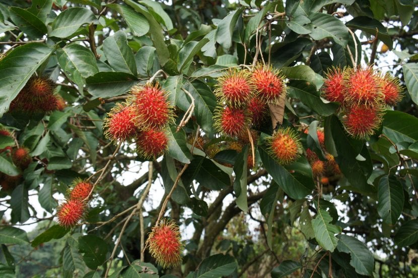 Frutos de rambután abiertos mostrando el arilo blanco