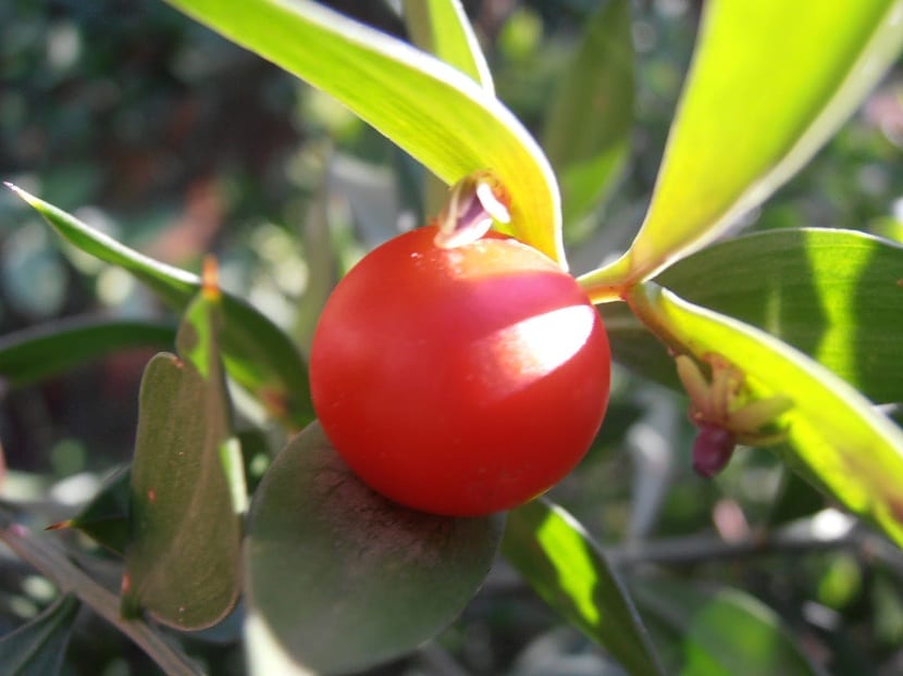 Bayas rojas maduras del Ruscus aculeatus