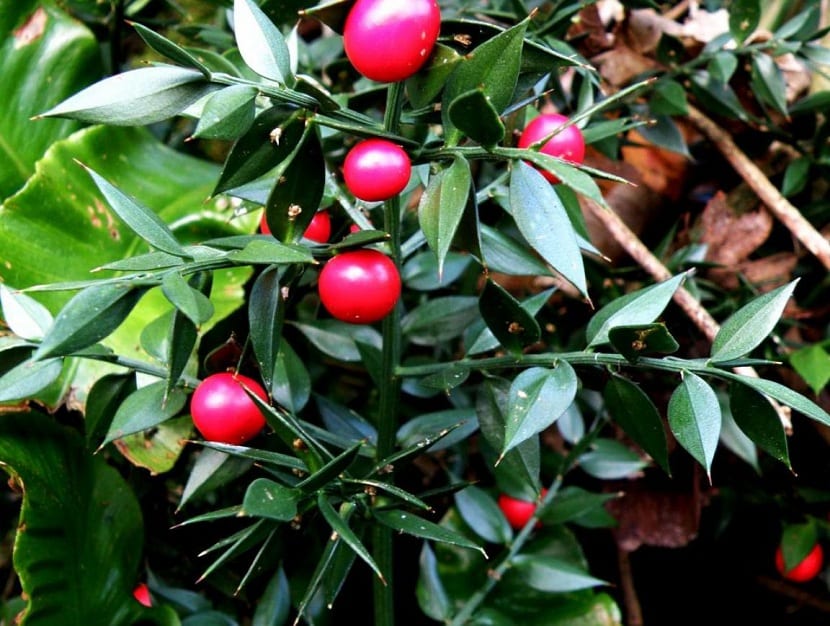 Rusco (Ruscus aculeatus): cultivo, cuidados y propiedades