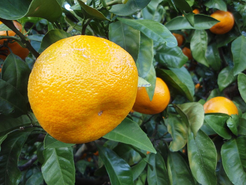 Satsuma (Citrus unshiu): cultivo, poda y recolección