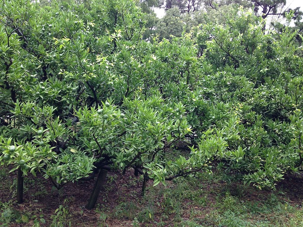 Ejemplar adulto de satsuma en cultivo