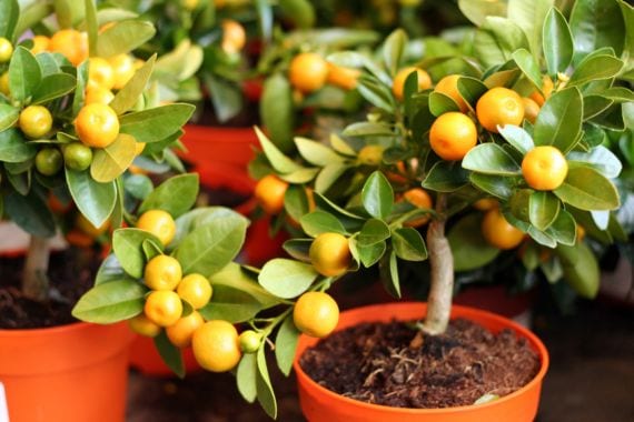 Árboles frutales en maceta: guía de cultivo y cosecha