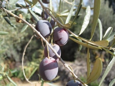 Olivo adulto con su característica hoja gris perenne