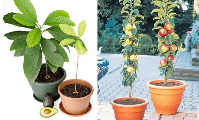 Aguacate joven cultivado en maceta