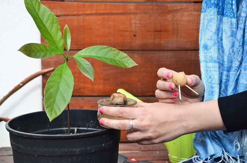 Sembrar aguacate en maceta: del hueso al árbol con fruto