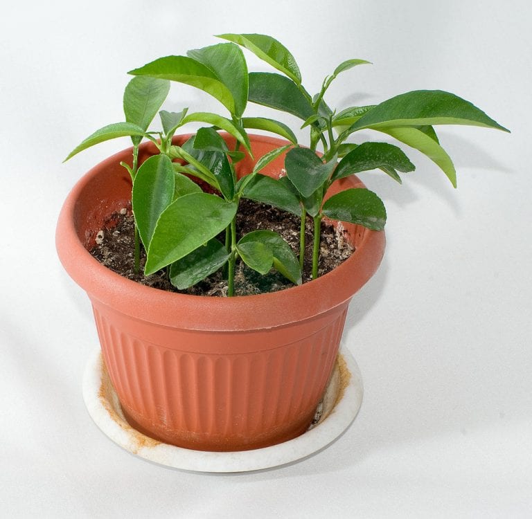 Mandarino cultivado en maceta