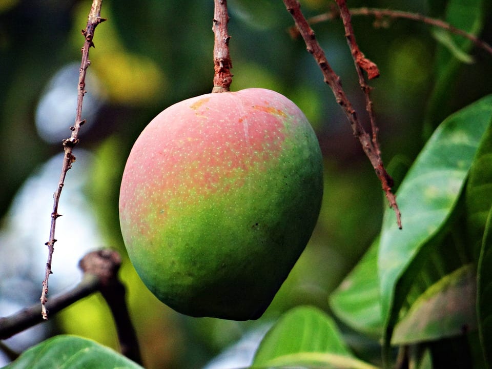 Germinar un hueso de mango: cuánto tarda y cómo se hace