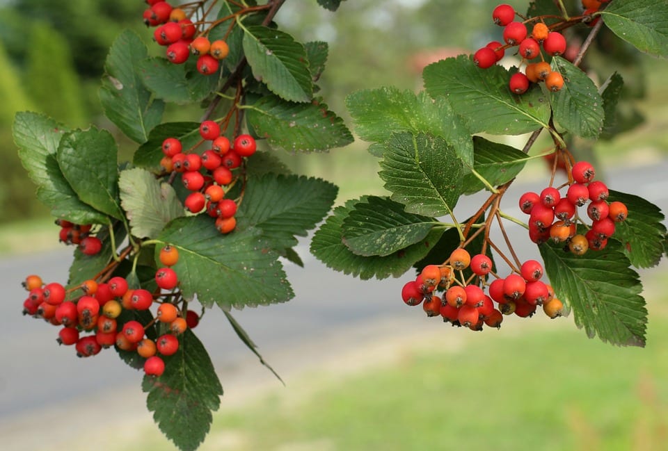 Serbal (Sorbus): especies, cultivo, cuidados y usos