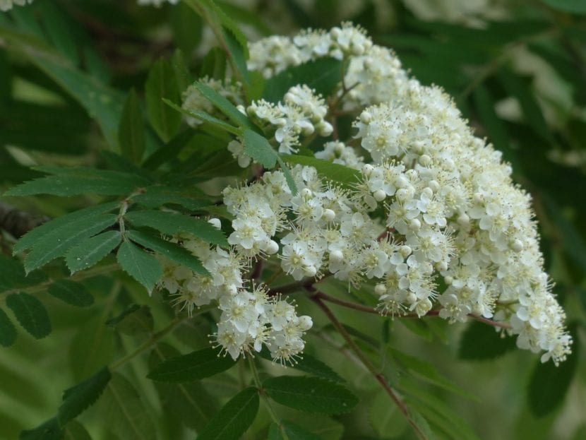 Corimbos de flores blancas del serbal en primavera