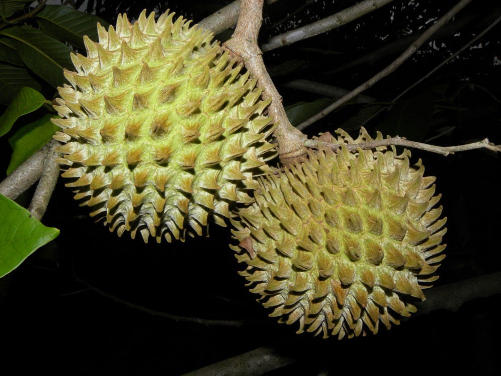 Sincuya (Annona purpurea): cultivo y cuidados del árbol