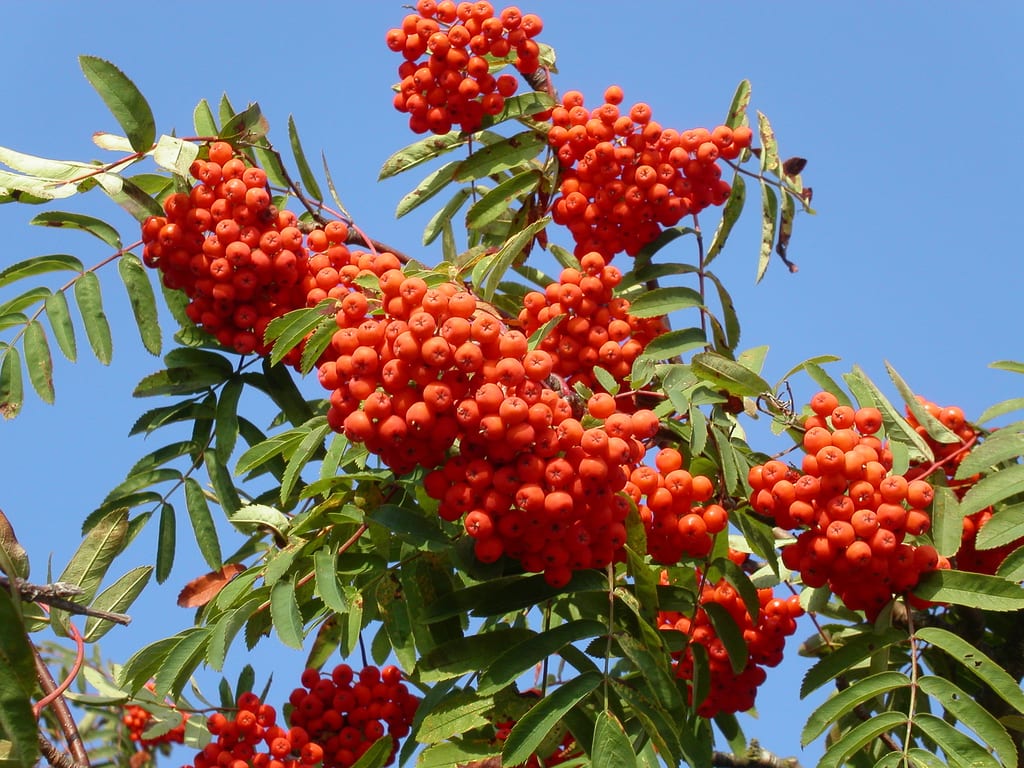 Sorbus aucuparia: guía de cultivo del serbal de cazadores