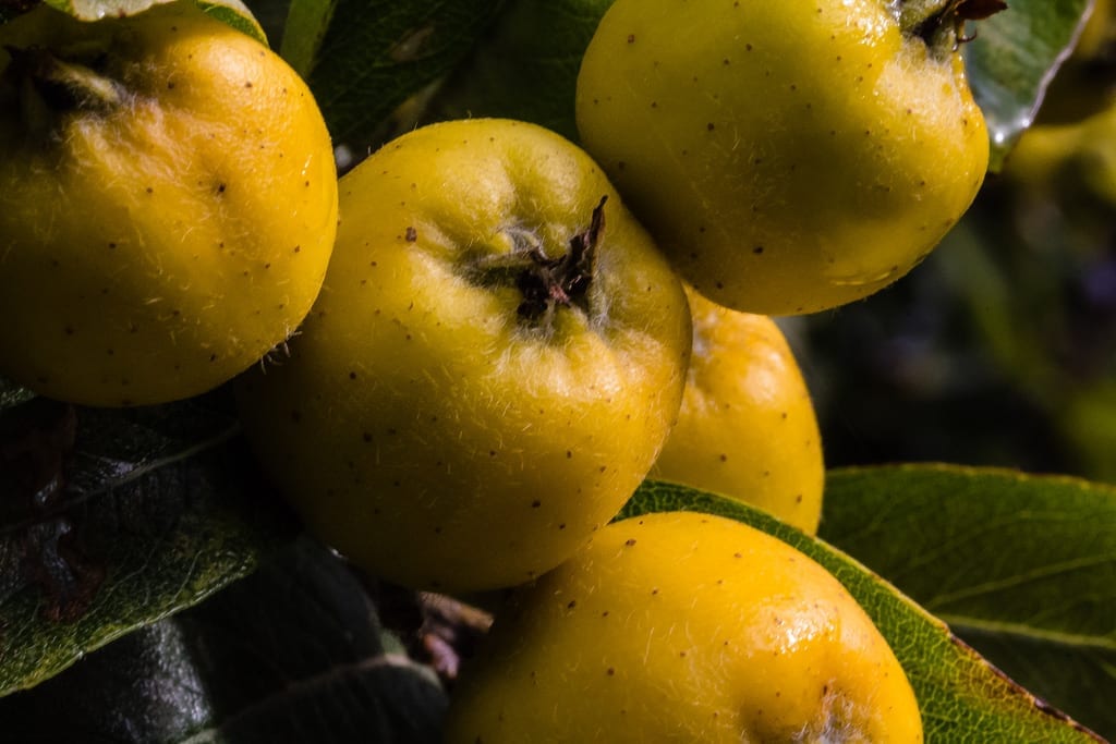 Tejocote: cultivo del espino mexicano resistente al frío