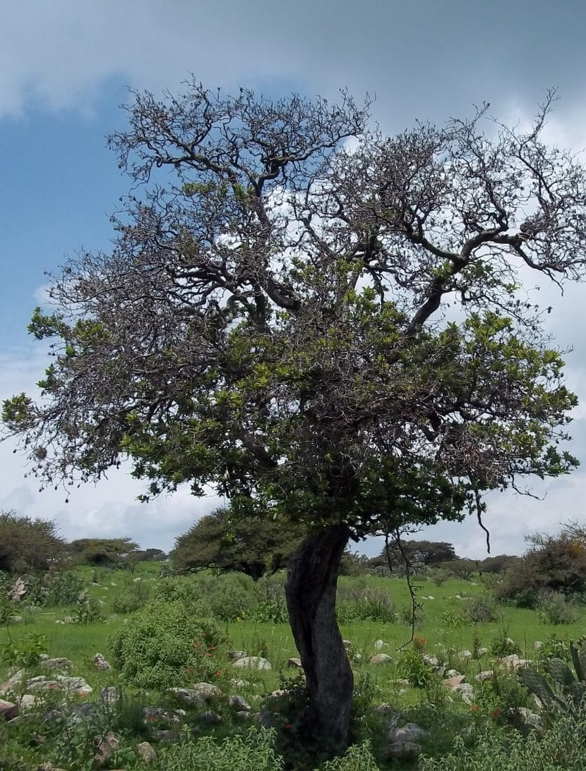 Porte de un árbol de tejocote adulto