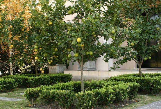 Limonero en casa: cultivo en maceta y en el jardín