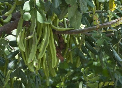 Algarrobo adulto, Ceratonia siliqua, de copa densa y hoja perenne