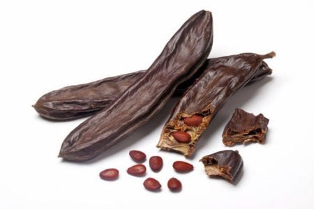 Vainas de algarroba madurando en el árbol
