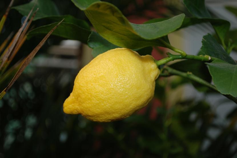 Tipos de árboles frutales para el jardín: guía de elección
