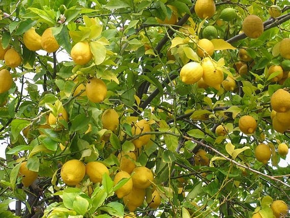 Tipos de poda de árboles frutales y cuándo aplicar cada una