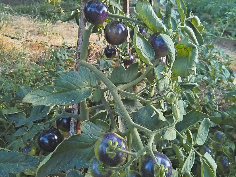 Tomate azul: qué es, cómo se cultiva y qué aporta