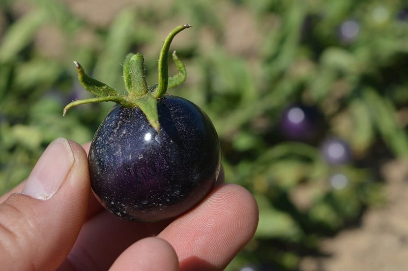 Mano sosteniendo un tomate azul oscuro parecido a una ciruela