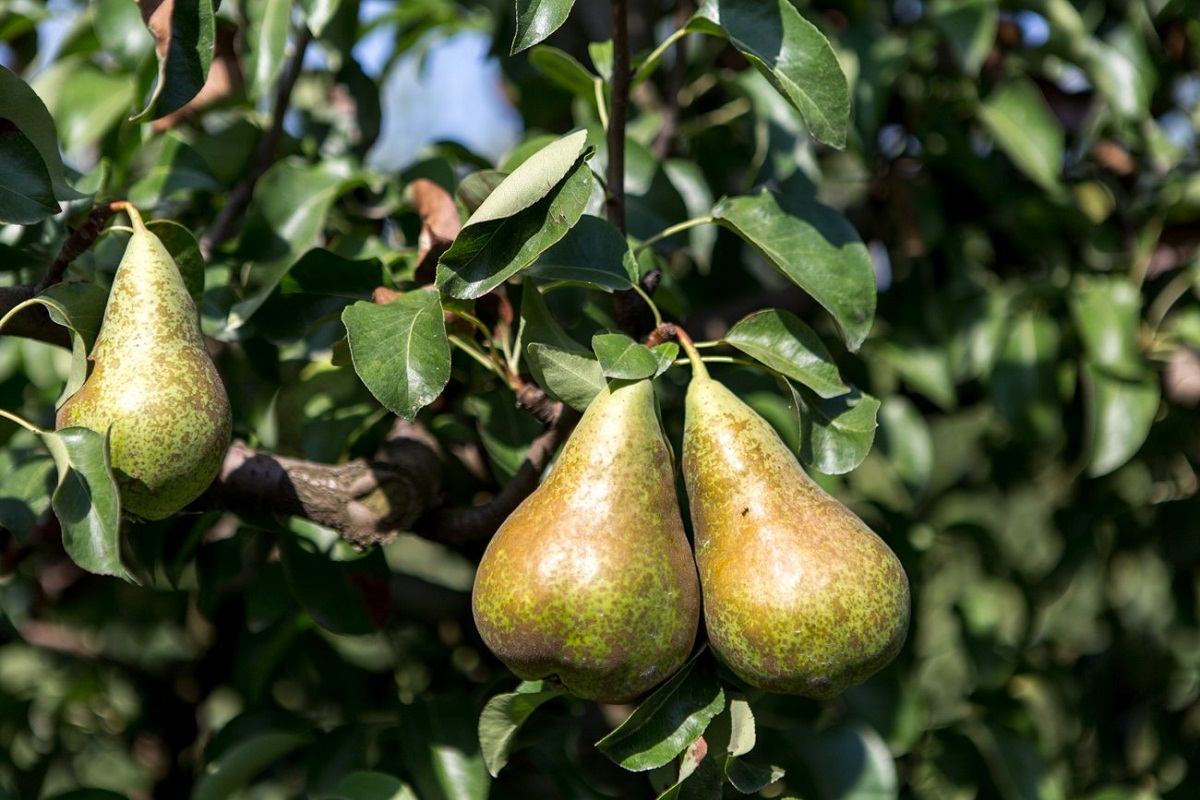 Peral cargado de peras limoneras en el árbol