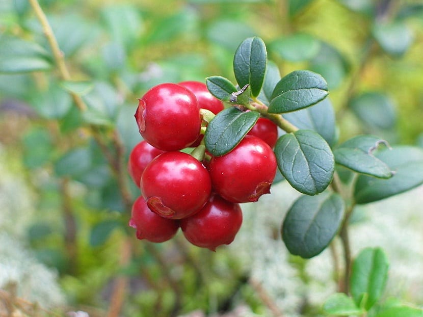 Arándanos rojos grandes maduros de Vaccinium macrocarpon