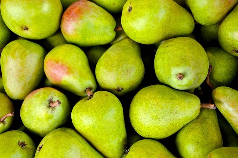 Peras verdes con pequeñas motas rojizas colgando del árbol
