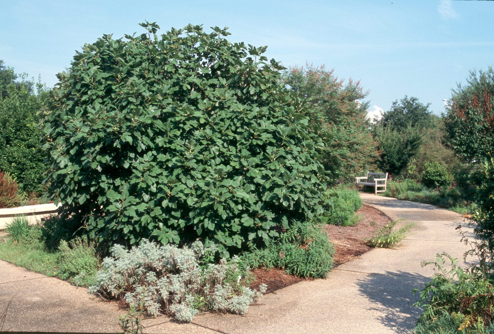 Higuera adulta creciendo en un jardín