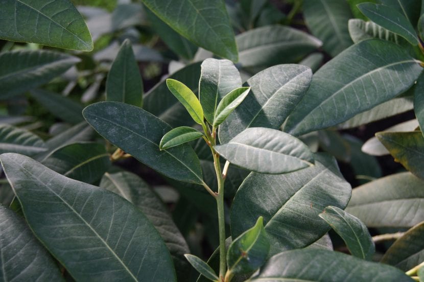 Hojas coriáceas de viñátigo, Persea indica, con alguna hoja roja entre el follaje verde