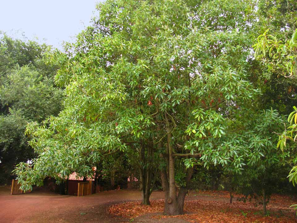 Viñátigo (Persea indica): cultivo, cuidados y toxicidad