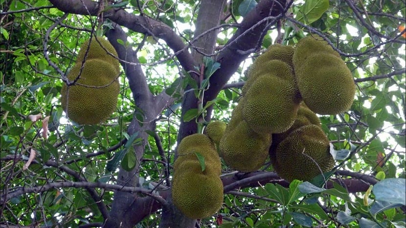 Yaca (Artocarpus heterophyllus): cultivo, poda y cosecha