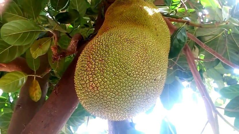 Fruto de yaca madurando en el árbol