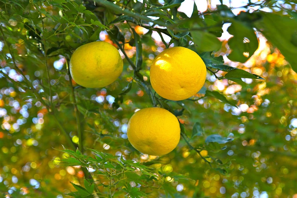Yuzu: cultivo y cuidados del cítrico más resistente al frío