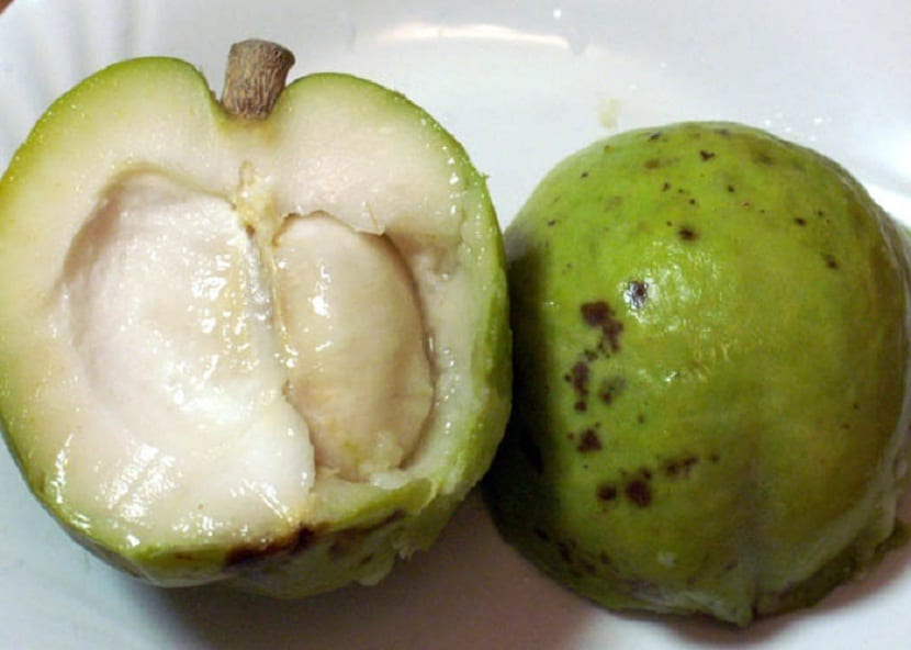 Fruto de zapote blanco abierto por la mitad