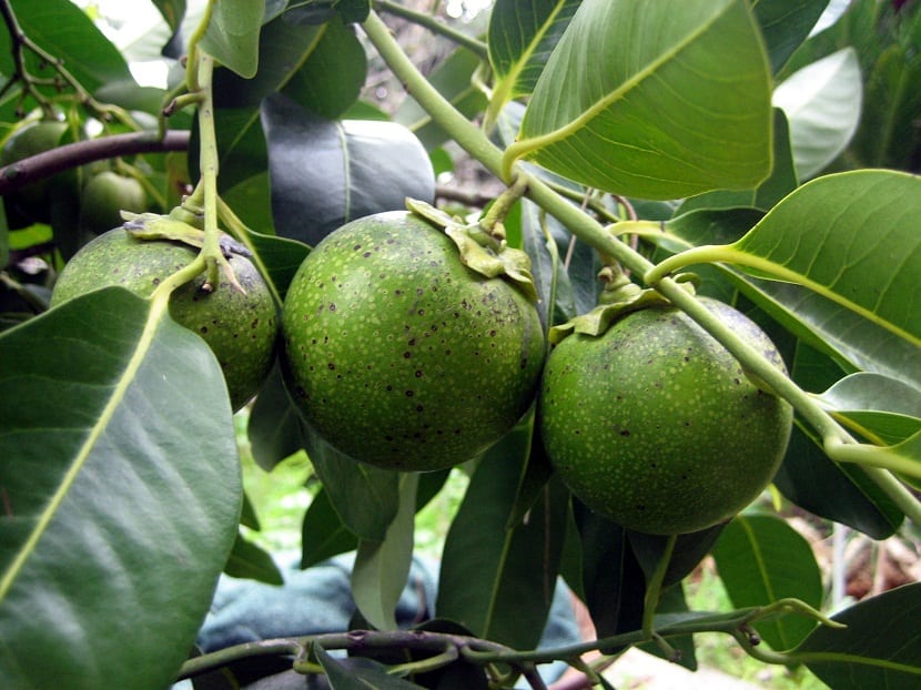 Fruto de zapote blanco en la rama del árbol