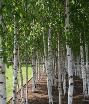 Betula alba, Betula pendula