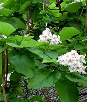 Catalpa bignonioides