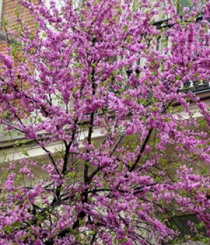 Cercis siliquastrum