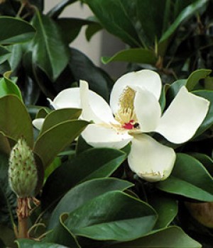 Magnolia grandiflora