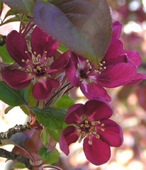Malus floribunda, Malus hybrida