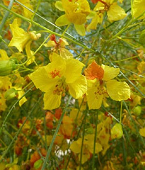 Parkinsonia aculeata