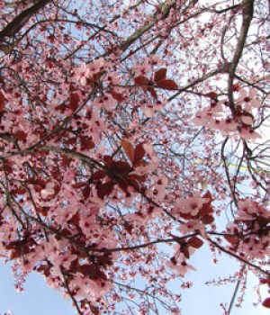 Prunus cerasifera Pissardii