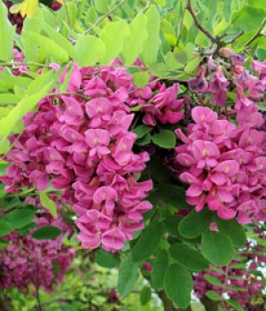 Robinia pseudoacacia Casque Rouge