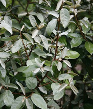 Elaeagnus x ebbingei