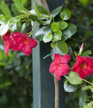 Mandevilla sanderi