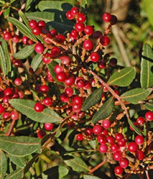 Pistacia lentiscus